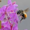 bumblebee-on-fireweed_1316801368