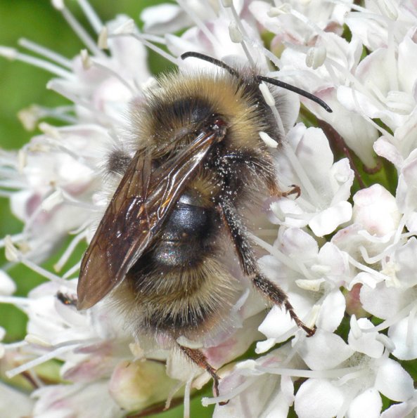 bumblebee-on-labrador-tea-in-juneau