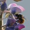 bumblebee-on-lupin-blossom