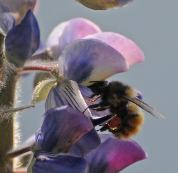 bumblebee-on-lupin-blossom