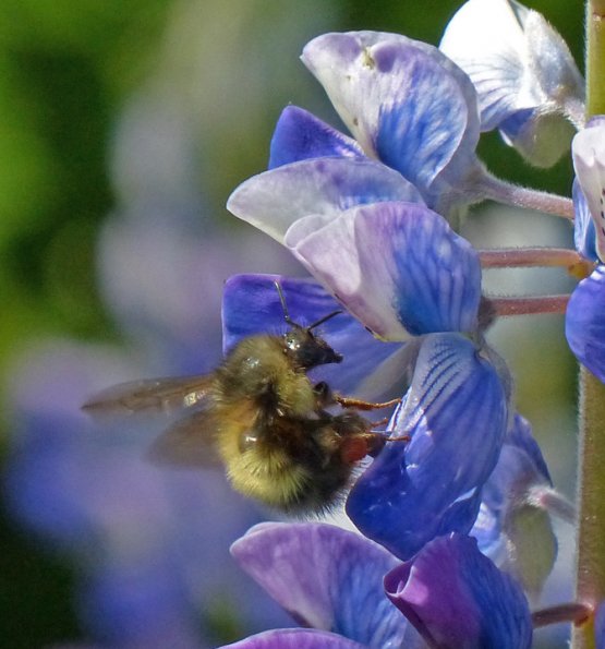 bumblebee-on-nootka-lupine