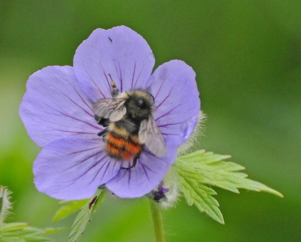 bumblebee-on-northern-geranium-in-the-alpine