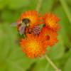 bumblebee-on-orange-hawkweed