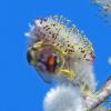 bumblebee-on-willow-catkin-2