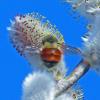 bumblebee-on-willow-catkin-by-bob-armstrong