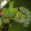 common-gooseberry-sawfly-nematus-ribesii-