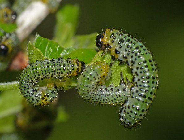 common-gooseberry-sawfly-nematus-ribesii-