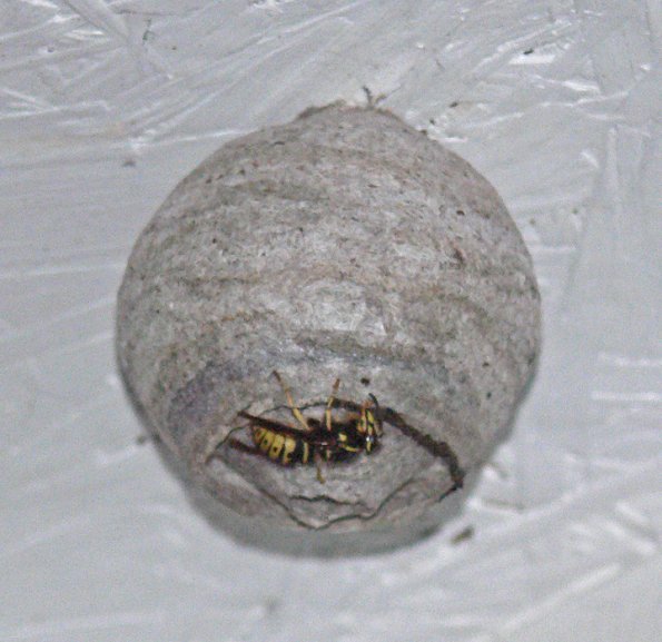 hornet-female-building-nest-vespula-in-juneau