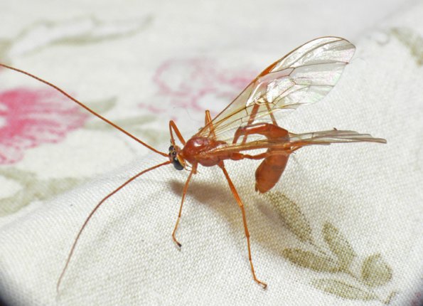 ichneumon-1