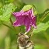queen-bumblebee-at-salmon-berry-blossom