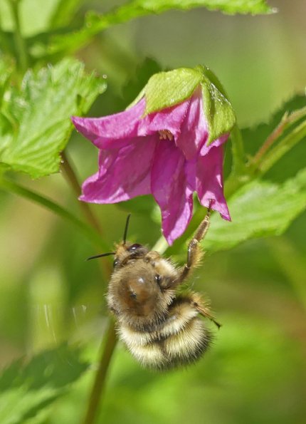queen-bumblebee-at-salmon-berry-blossom