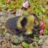 queen-bumblebee-feeding-on-alpine-azalia-2