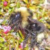 queen-bumblebee-feeding-on-alpine-azalia