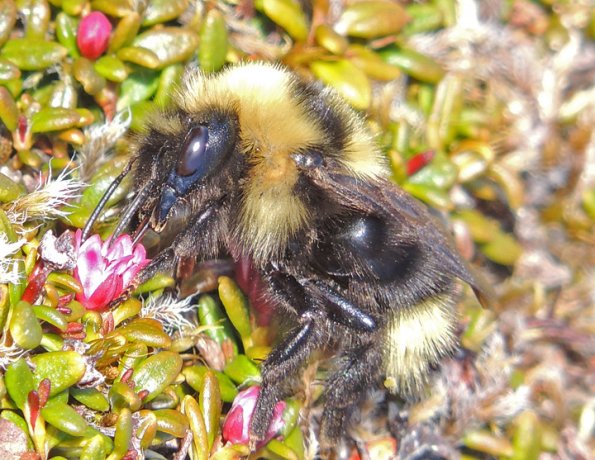 queen-bumblebee-feeding-on-alpine-azalia
