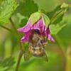 queen-bumblebee-on-salmon-berry-blossom_1494437143