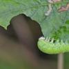 sawfly-larva-on-willow-leaf