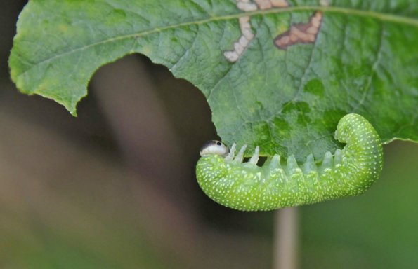 sawfly-larva-on-willow-leaf