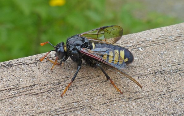 sawfly-nancy-street-wetland-juneau