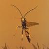wasp-in-flight-juneau