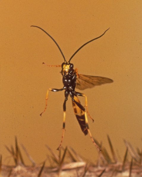 wasp-in-flight-juneau