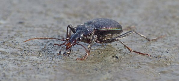 Beetle-Mendenhall-Lake-Sept.-23-2015