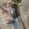 Burying-Beetle-and-Blow-Fly-on-salmon-carcass