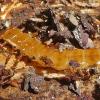 Red-Flat-Bark-Beetle-larva
