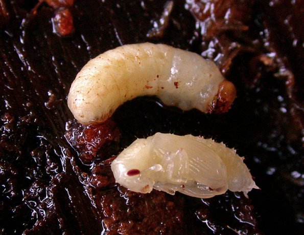 bark-beetle-larva-top-and-pupa