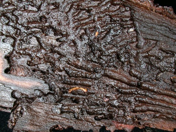 bark-beetle-tunnels