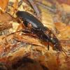 beetle-family-carabidae.-genus-pterostichus-with-mites
