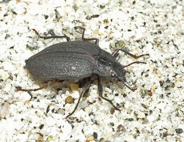 beetle-mendenhall-lk-shore-Oct-6-2015