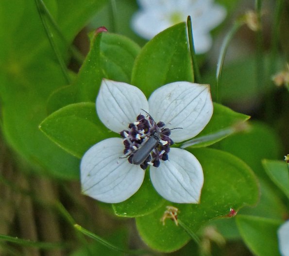 beetle-on-bunchberry-flower