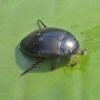 beetle-on-lily-pad-at-eaglecrest