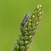 beetle-on-seaside-arrow-grass