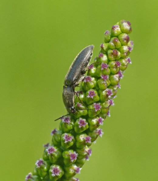 beetle-on-seaside-arrow-grass