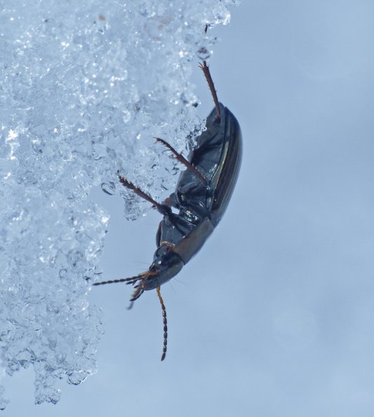 beetle-on-the-snow-1