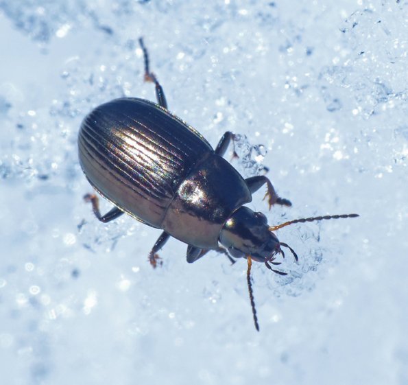 beetle-on-the-snow-2