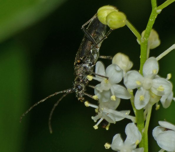 beetle-on-vanilla-leaf
