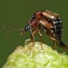 beetles-mating-on-skunk-cabbage
