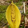 beetles-pelecomalius-testaceum-on-skunk-cabbage