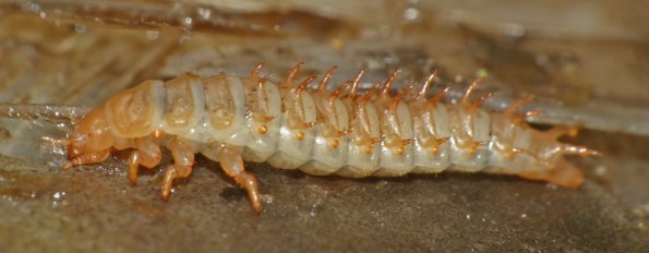 burying-beetle-larva-nicrophorus-investigator-on-salmon-carcass