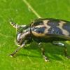 cottonwood-leaf-beetle-adult