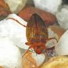 crawling-water-beetle-top-view