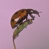 lady-beetle-juneau
