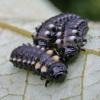 leaf-beetle-larvae-up-close