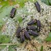 leaf-beetle-larvae