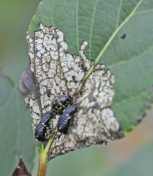 leaf-beetles-in-anchorage
