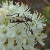 long-horned-beetle-on-labrador-tea