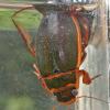 predacious-diving-beetle-adult-male