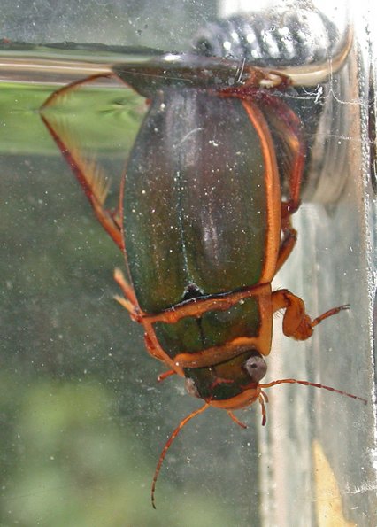 predacious-diving-beetle-adult-male
